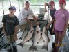 (06/11/2015) - Nice Striped Bass